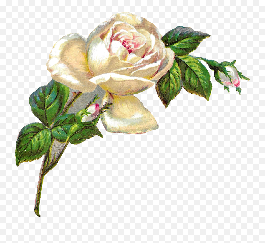Clipart Roses Shabby Chic Clipart - White Roses Clip Art Emoji,White Rose Emoji