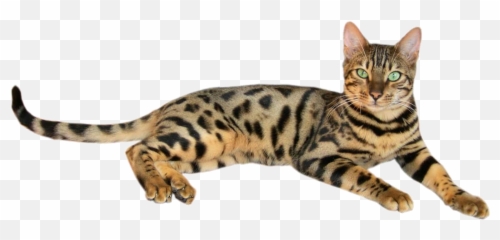 Brown Spotted Tabby Bengal Cat 2 - Essential Oils And Cats Emoji