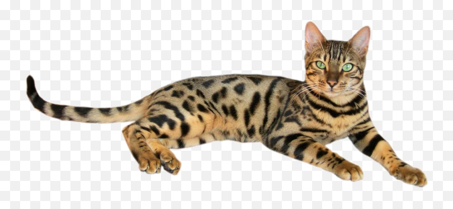 Brown Spotted Tabby Bengal Cat 2 - Essential Oils And Cats Emoji,Kitty Cat Emoji