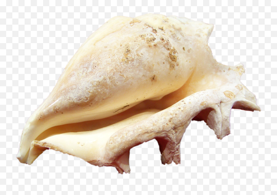 Shell Mollusk Close Macro Coast - Mollusk Png Emoji,Conch Shell Emoji