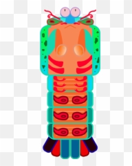 Peacock Mantis Shrimp V20 Artwork Stats Deeeepioartworks - Peacock Mantis Shrimp Art Emoji,Shrimp Emoji