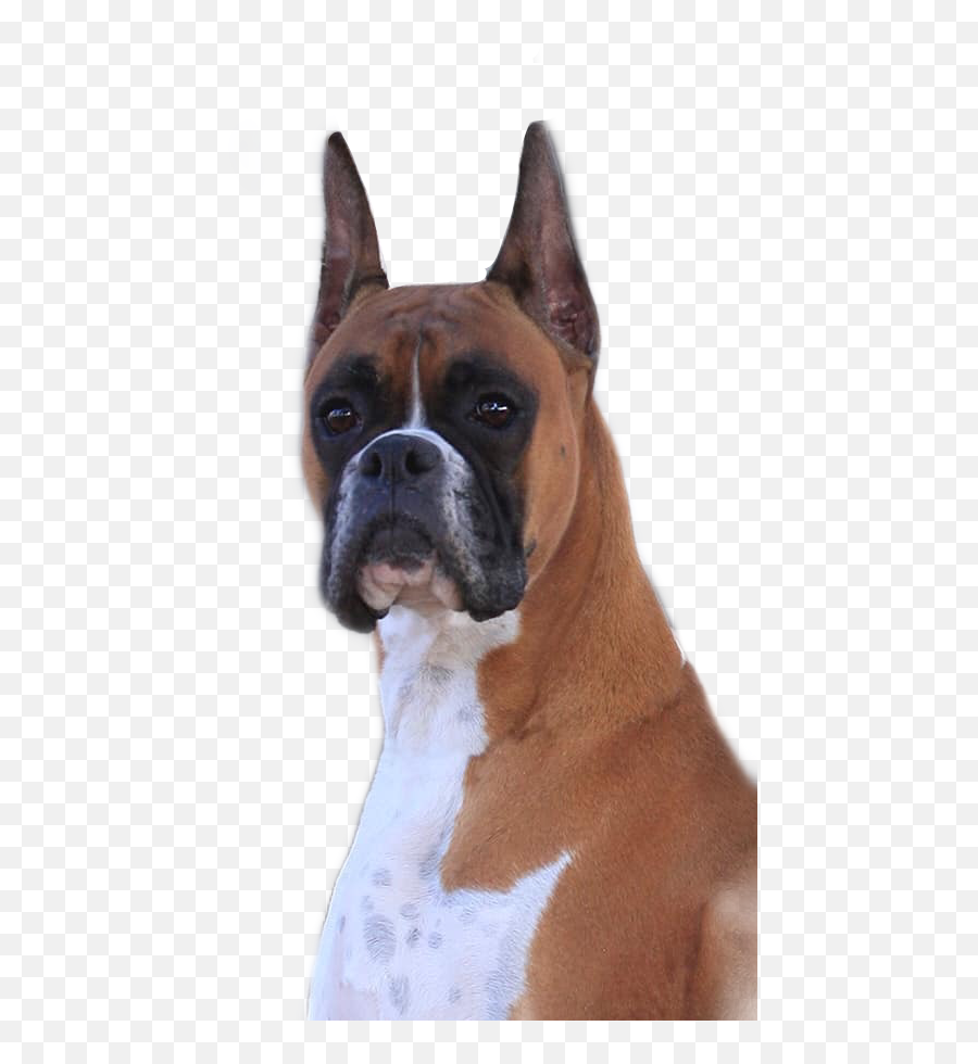 Boxer Boxerdog Boxers Dog Doggo Wilma - Collar Emoji,Boxer Dog Emoji