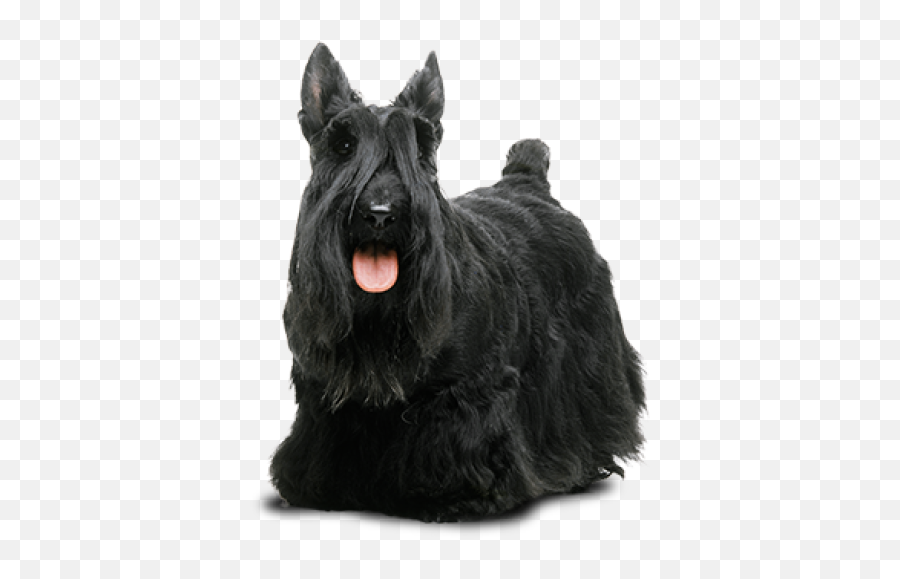 Search For - Scottish Terrier Emoji,Scottish Terrier Emoji