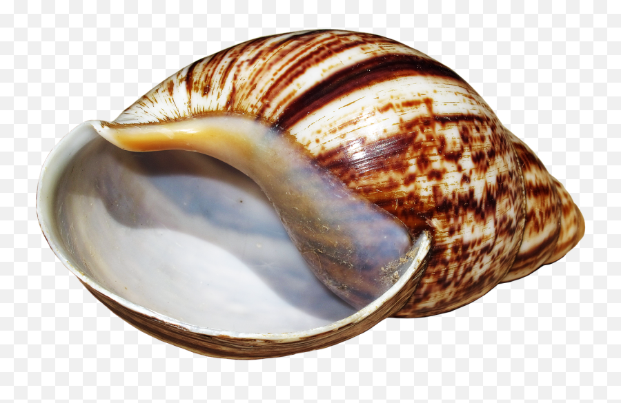 Shell Snail Achatina Fulica Housing - Achatina Shell Emoji,Conch Shell Emoji