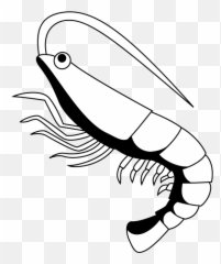 Shrimp Clip Art Related Keywords - Clipartix Shrimp Clipart Black And White Emoji,Shrimp Emoji