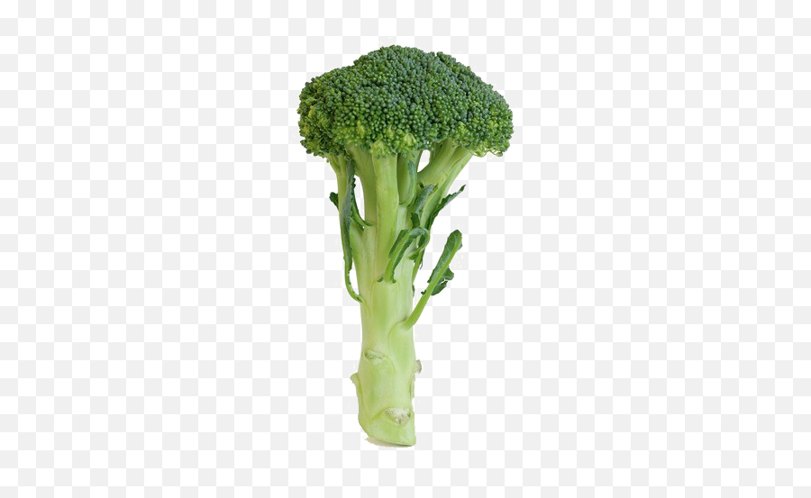 Green Broccoli Png Clipart - Stalk Of Broccoli Emoji,Broccoli Emoji