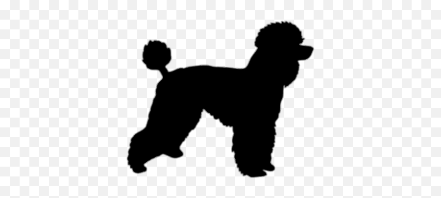 Poodle Clipart Transparent Background - Poodle Silhouette Png Emoji,Poodle Emoji