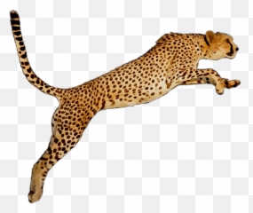 Cheetah Portable Network Graphics Leopard Desktop Wallpaper - Free Cheetah Clip Art Emoji,Cheetah Emoji