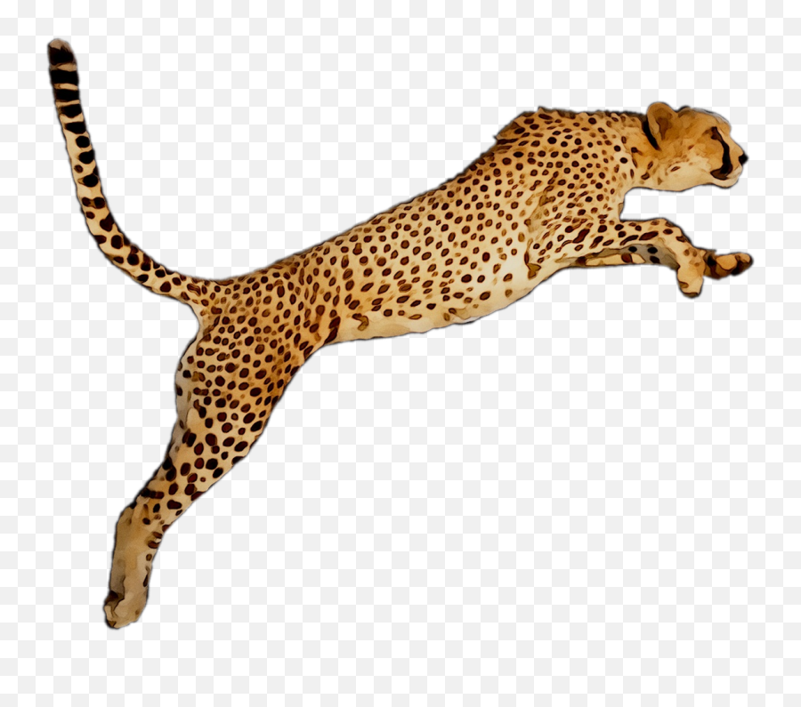 Cheetah Portable Network Graphics Leopard Desktop Wallpaper - Free Cheetah Clip Art Emoji,Cheetah Emoji