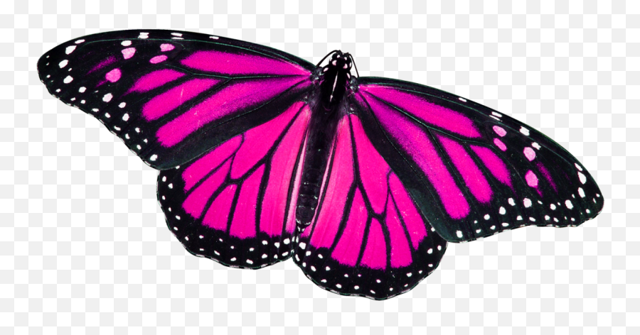 Pabbcp50 Pink And Black Butterfly Clipart Png Pack 5398 - Transparent Pink Monarch Butterfly Emoji,Butterfly Emoji Png
