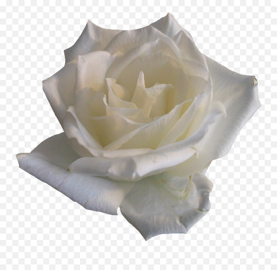 Free White Rose Transparent Download - White Rose Png Emoji,White Rose Emoji