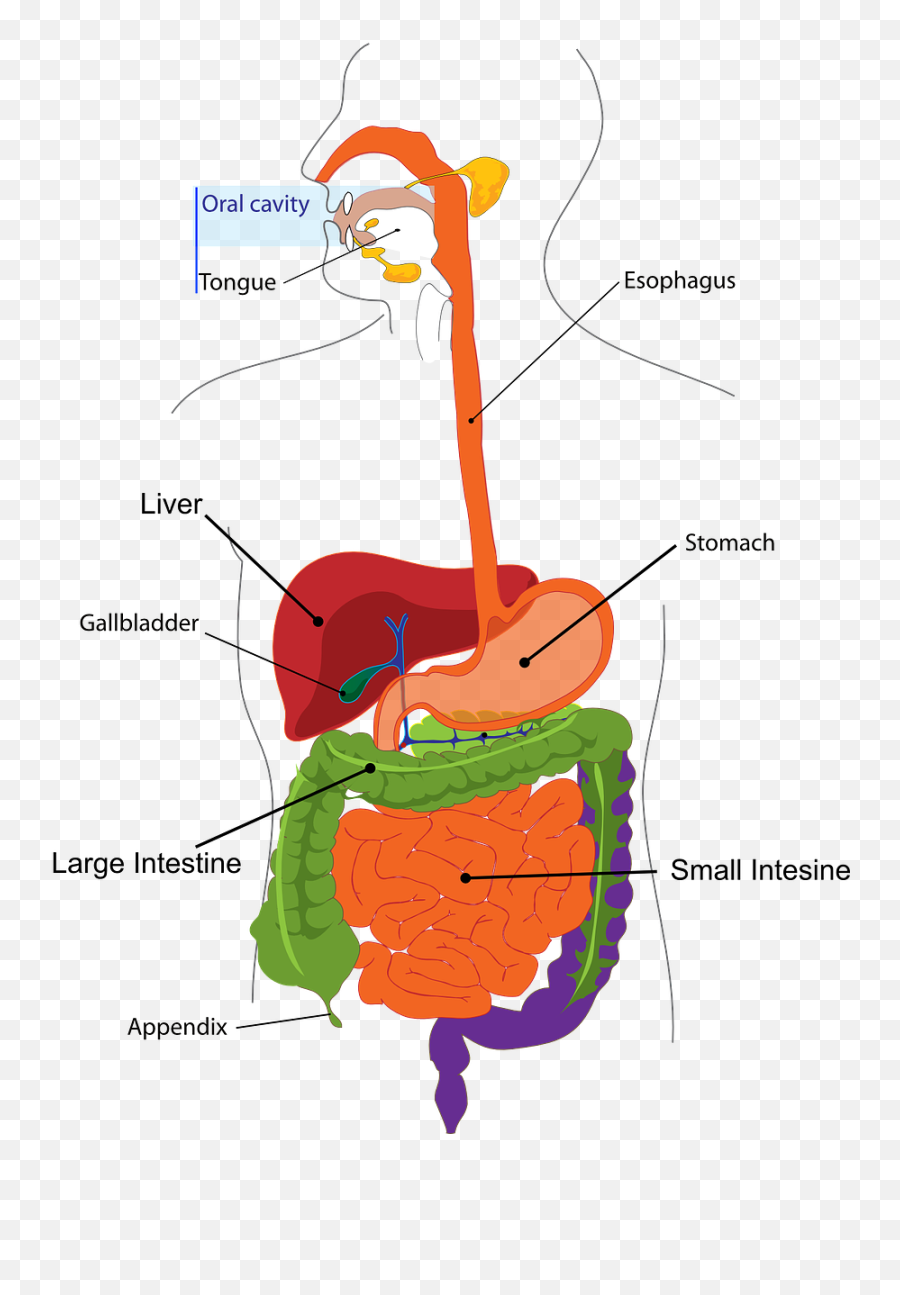 Digestion Intestine Digestive Oral - Digestive System For Class 4 Emoji,How To Get Emojis On Macbook Air