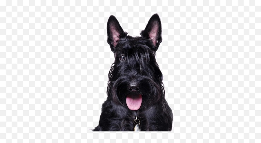 Free Png Images - Scottish Terrier Png Emoji,Scottish Terrier Emoji