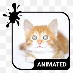 Apps - Cat Animated Live Emoji,Wot Emoji