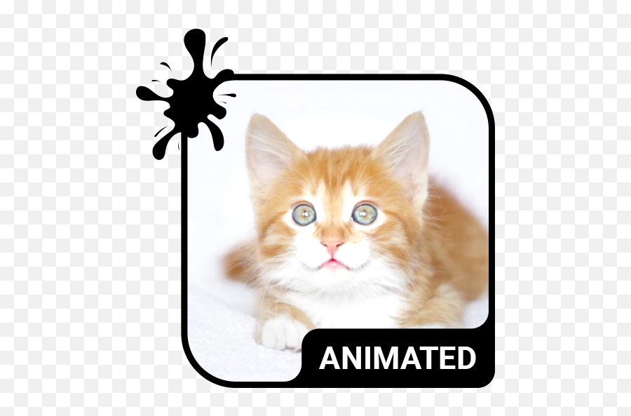 Apps - Cat Animated Live Emoji,Wot Emoji