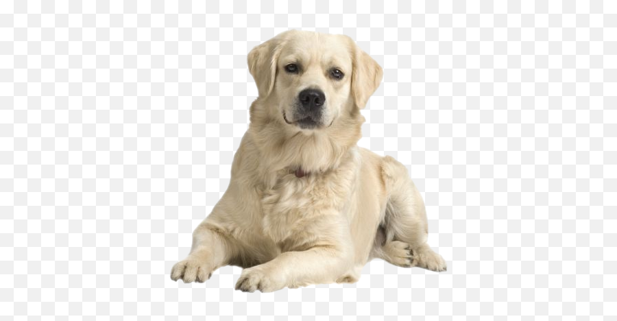 Labrador Retriever Png - Labrador Golden Retriever Emoji,Barking Dog Emoji