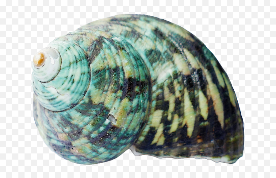 Seashell Shells Sea - Sea Shells Transparent Background Emoji,Conch Shell Emoji