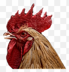 Rooster Lynnbrewer Freetoedit - Chicken Head Png Emoji,Rooster Emoji
