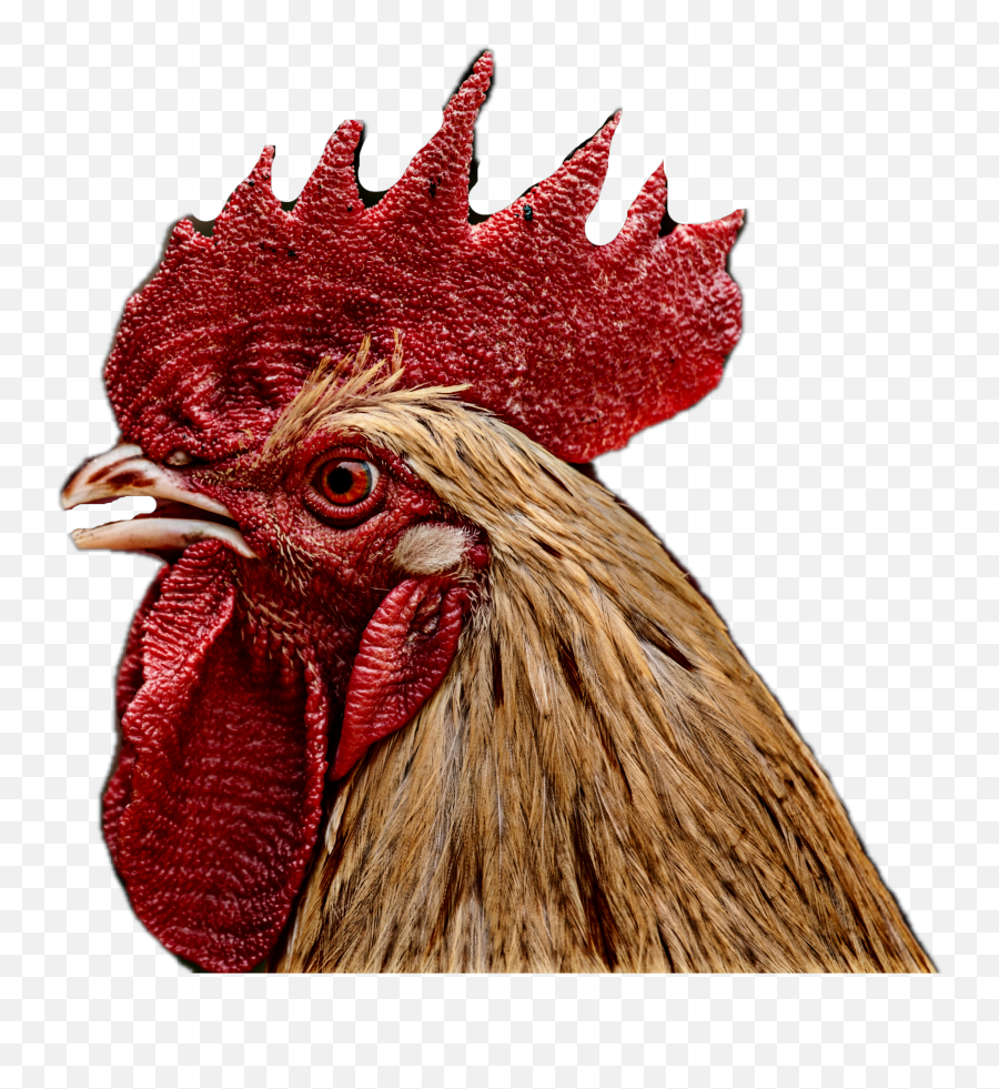Rooster Lynnbrewer Freetoedit - Chicken Head Png Emoji,Rooster Emoji
