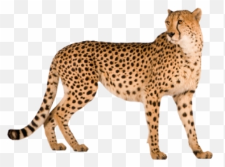 Cheetah Animal - Cheetah Png Emoji,Cheetah Emoji