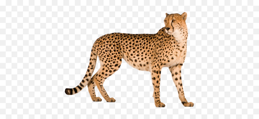 Cheetah Animal - Cheetah Png Emoji,Cheetah Emoji