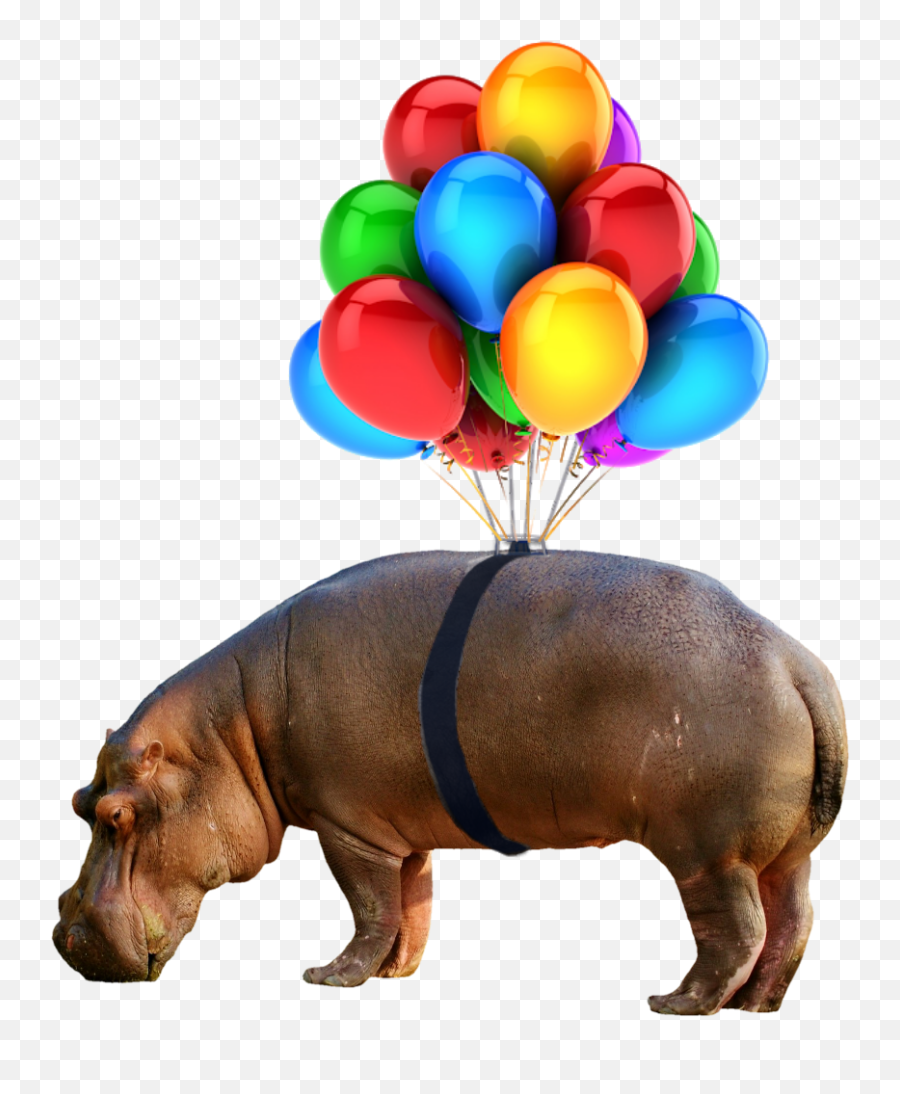 Balloons No Background Png - Criança Emoji,Hippo Emoji