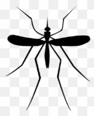 Free Mosquito Transparent Background - Parasitic Mosquitoes That Feed On Humanoids Emoji,Mosquito Emoji