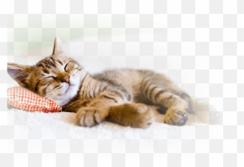 Hif Pet Insurance Benefits Cat World - Taking A Nap Emoji