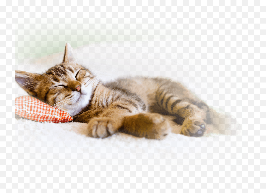Hif Pet Insurance Benefits Cat World - Cat Taking A Nap Emoji,Sleeping Cat Emoji