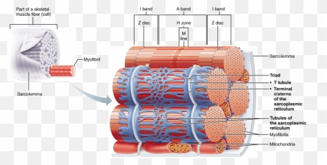 Skeletal Muscle Neuromuscular Junction - Relationship Of The Sarcoplasmic Reticulum And Tubules To Myofibrils Emoji