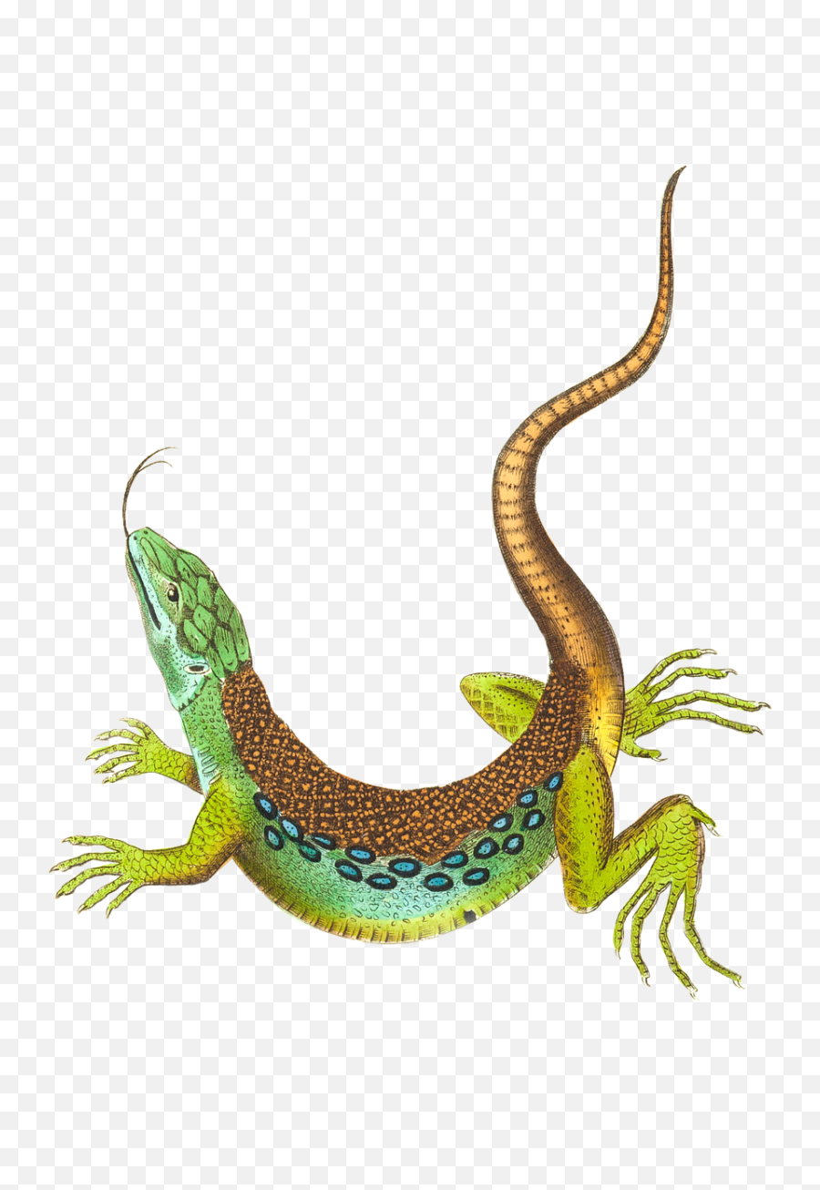 Lizard Lucertola Sticker - Lizard Emoji,Salamander Emoji