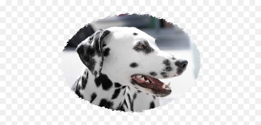 Punchu0027s Puppies Rottweiler Puppies For Sale Woodburn - Delmination Dog Price In India Emoji,Dalmatian Emoji