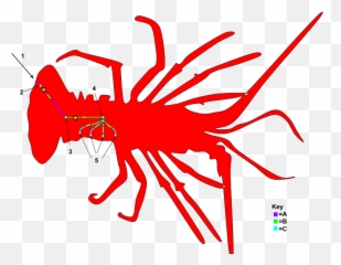 Reflex Arc Of Decapod Including Lg - Clip Art Emoji