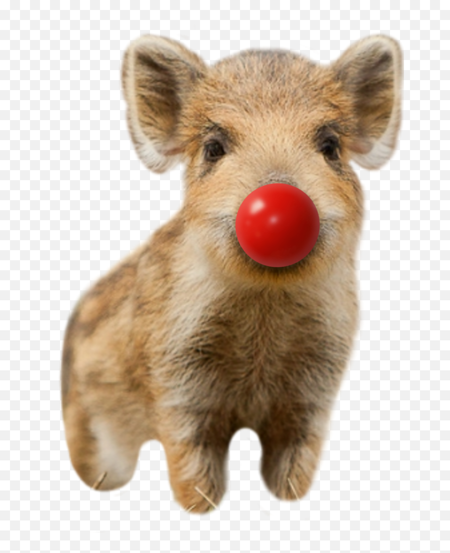 Boar Redrose Rednoseday Pig Cuteanimals - Domestic Pig Emoji,Boar Emoji