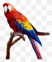 Sticker Interesting Nature Parrot Travel Photography - Papagei Png Emoji,Parrot Emoji