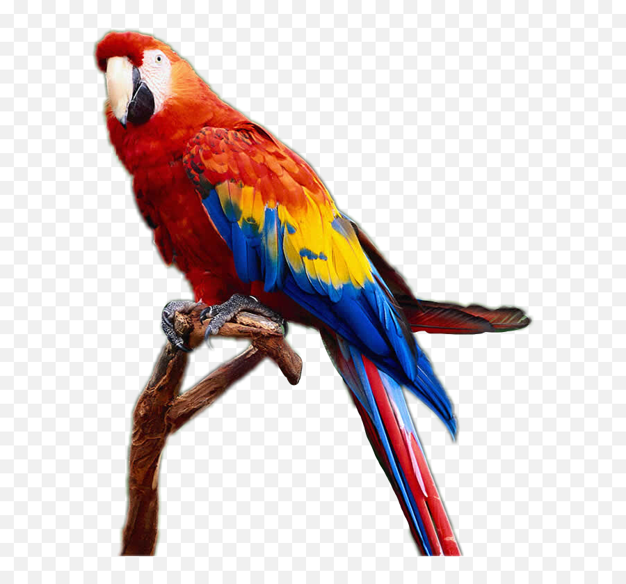 Sticker Interesting Nature Parrot Travel Photography - Papagei Png Emoji,Parrot Emoji