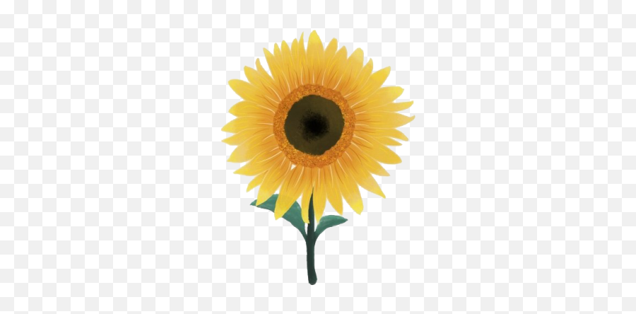 Sunflower Png And Vectors For Free - Aesthetic Sunflower Png Emoji,Sun Flower Emoji