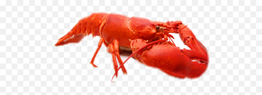 Popular And Trending Lobster Stickers On Picsart Emoji,Lobster Emoji