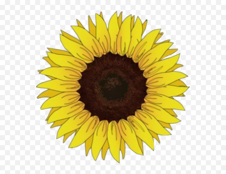 Freetoedit Sunflower Sun Sunshine Flowers Flower Nature - Sunflower Sticker Emoji,Sunshine Emoji