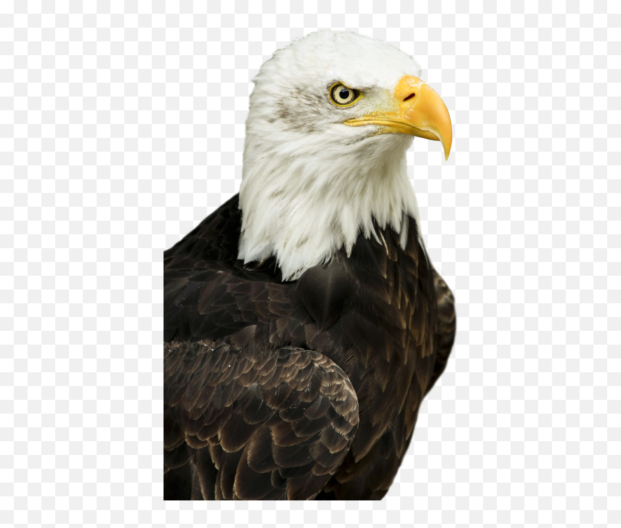 Eagle Eagles Bird Birds Fly King - Transparent Bald Eagle Png Emoji,Eagles Emoji