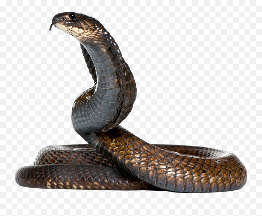 Download Dangerous Black Snake Png Image For Free - Snake Png Emoji,Ak47 Emoji