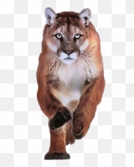 Free - Animal Emoji,Cougar Emoji