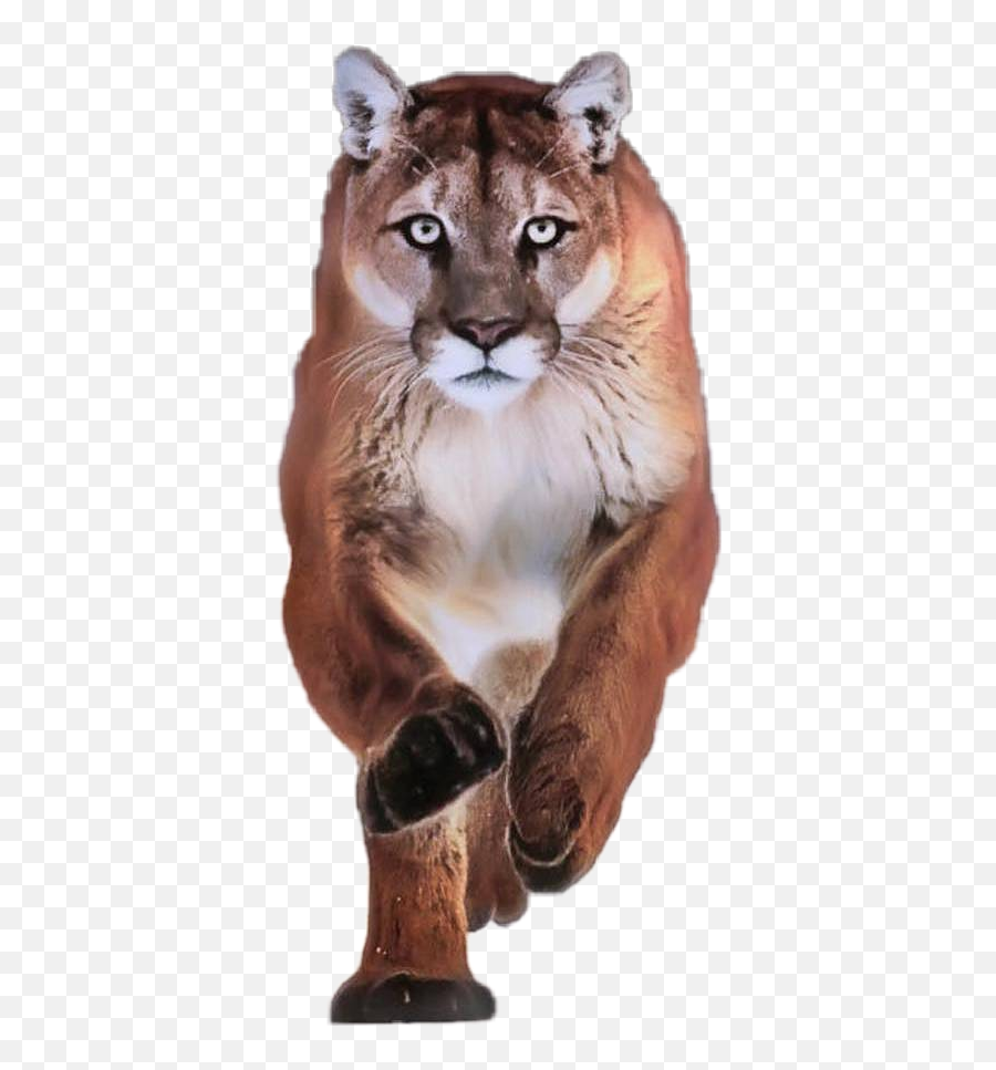 Free - Animal Emoji,Cougar Emoji