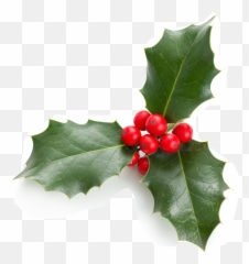 Mistletoe Christmas Like Stikers Yyc Freetoedit - Hojas De Acebo Emoji,Mistletoe Emoji