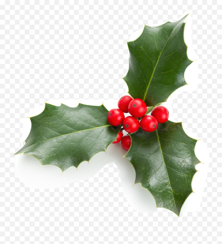 Mistletoe Christmas Like Stikers Yyc Freetoedit - Hojas De Acebo Emoji,Mistletoe Emoji