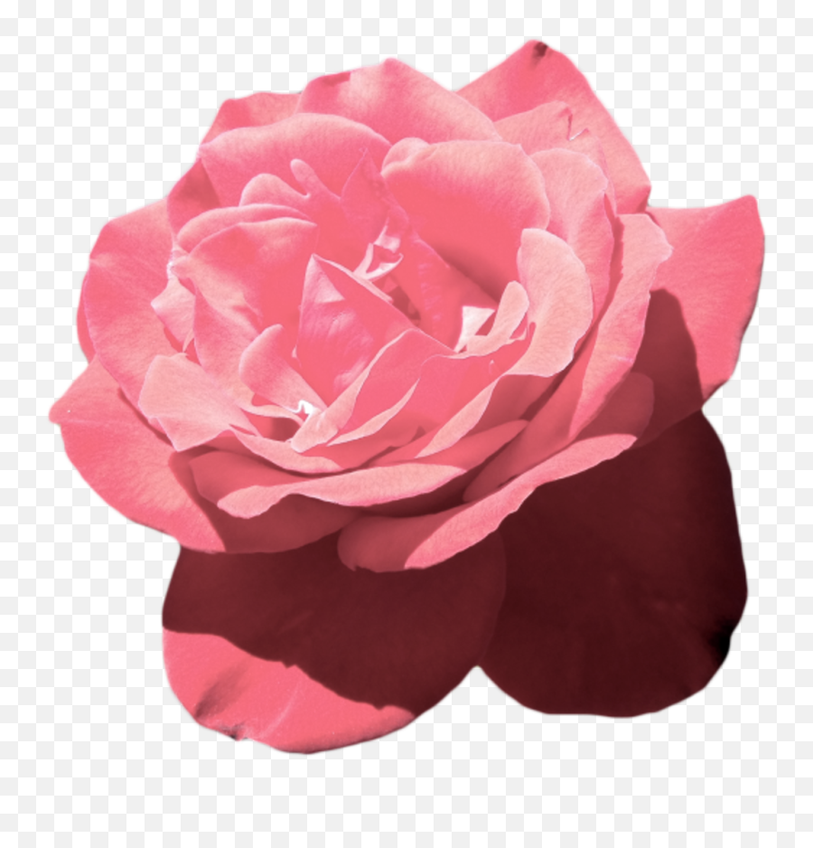 Aesthetic Tumblr Flower Pink Vaporwave - Aesthetic Pink Transparent Aesthetic Flower Png Emoji,Vaporwave Emoji
