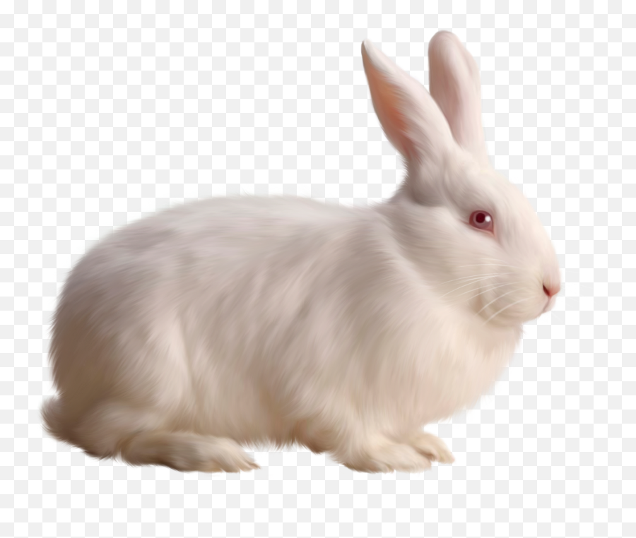 Face Transparent Rabbit Face - Rabbit Png Emoji,Emoji Rabbit