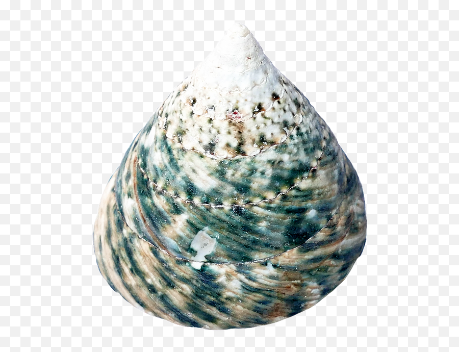 Sea Shell Ocean - Seashell Emoji,Conch Shell Emoji