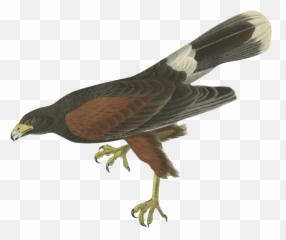 AE GIF Quiz u2013 Page 5 Motion Graphics with Tom u0026 Jerry - Phasianidae Emoji