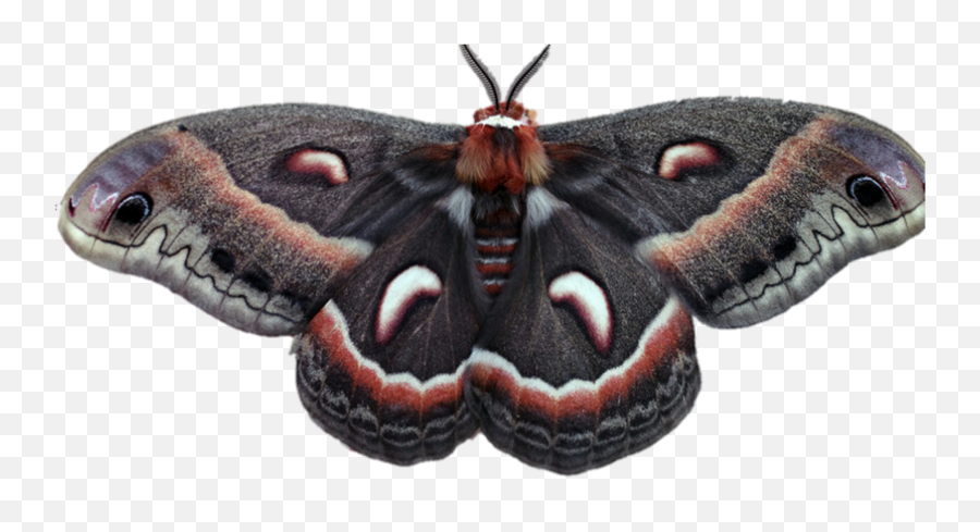 Moth Moths Bugs Wings Fly Flying Bug - Moth Bug Emoji,Moth Emoji